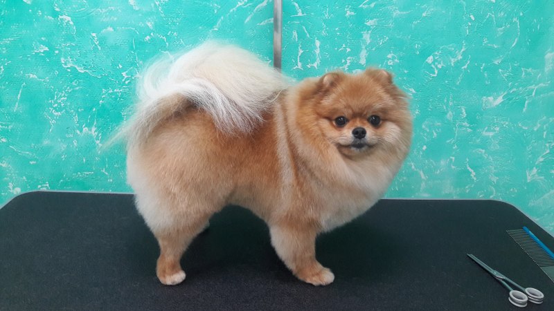 Короткая стрижка шпица