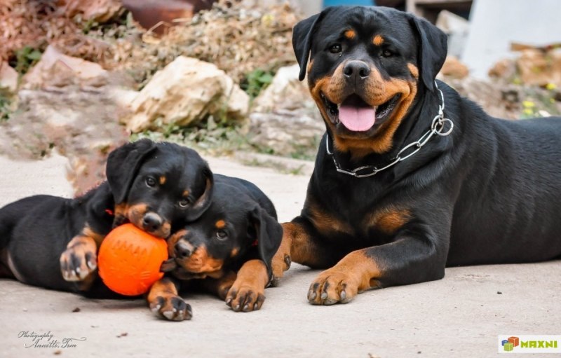 Ротвейлер / Rottweiler (147) к
