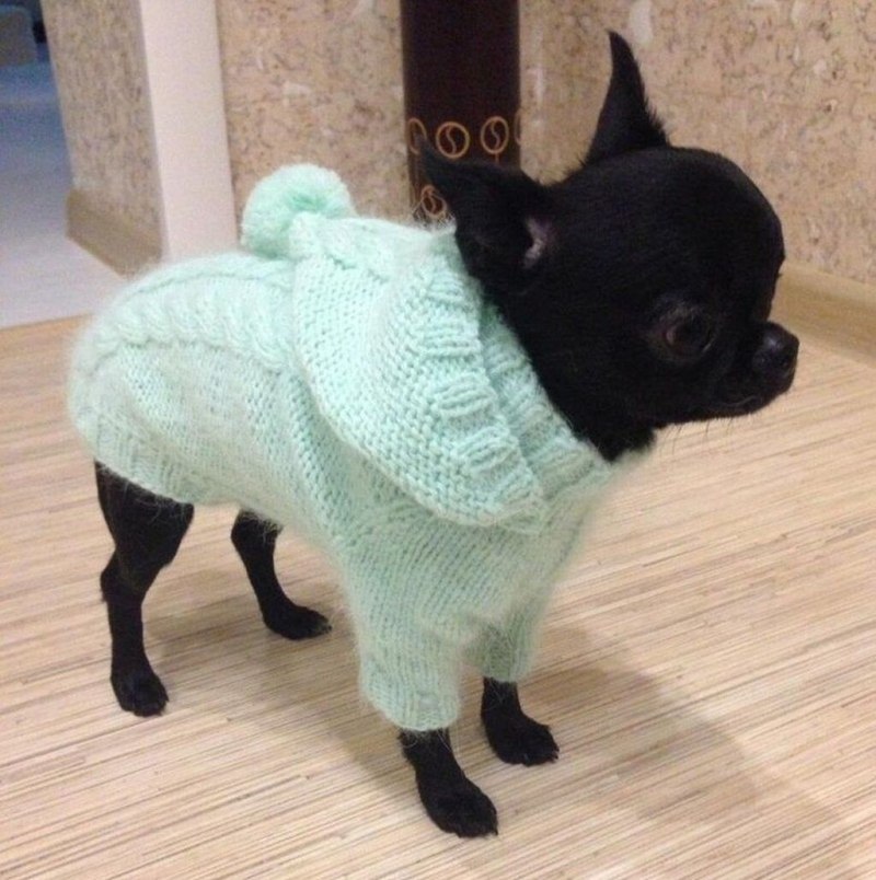 Свитер для чихуахуа