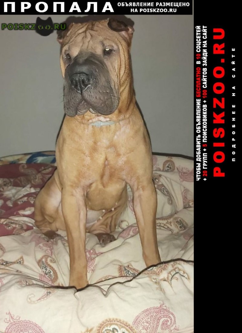 Шарпей собака рыжая
