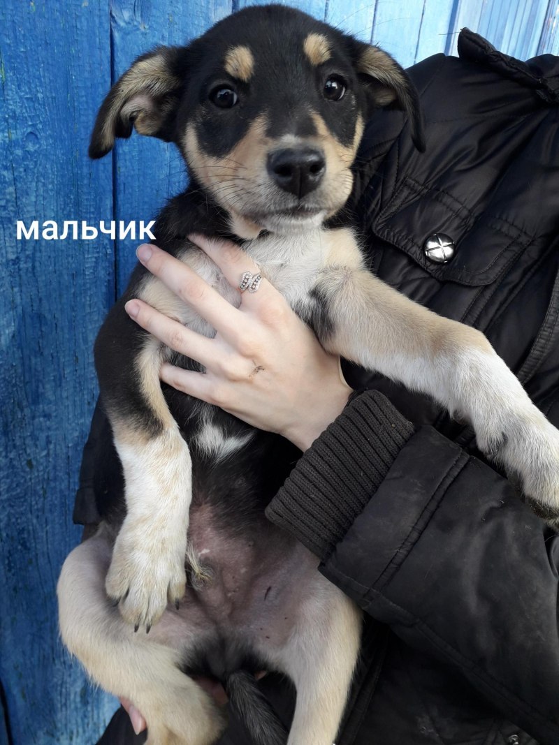 Щенки метисы лабрадора и чихуа