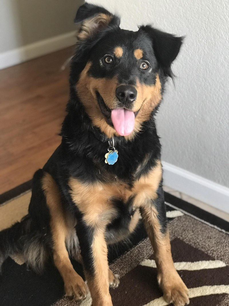 Rottweiler Husky Mix