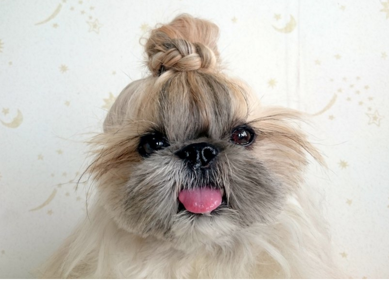 Стрижка пекинеса Top-Knot