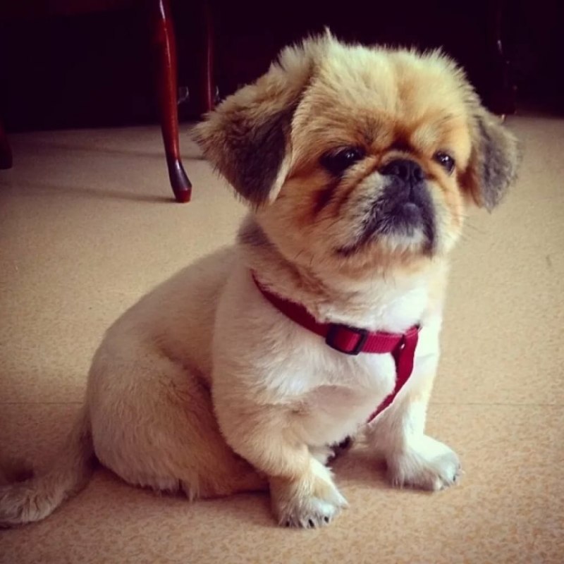 Pekingese Puppy