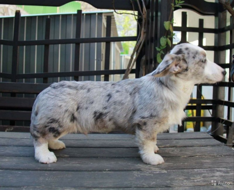 Вельш корги кардиган