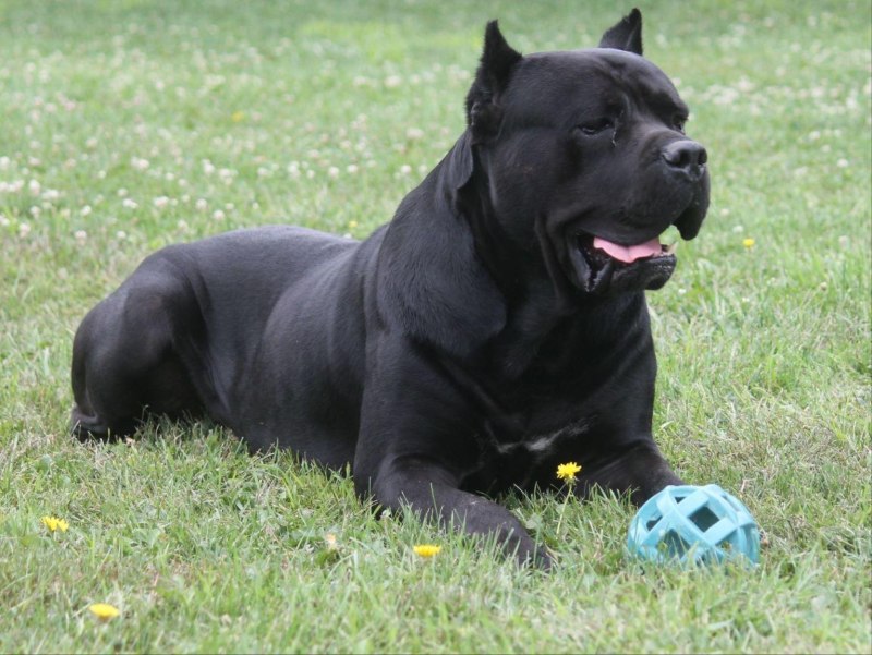 Кане Корсо (Cane Corso)