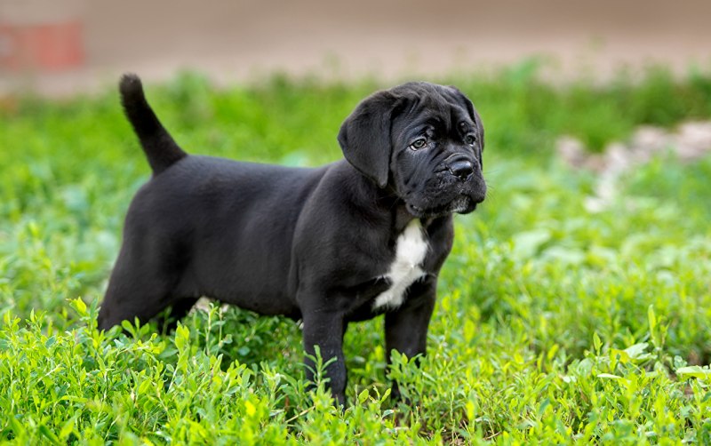 Cane Corso щенки
