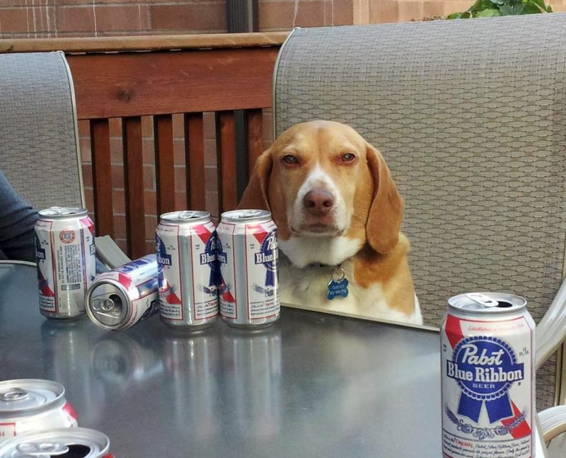 Overdose Symptoms in Pets