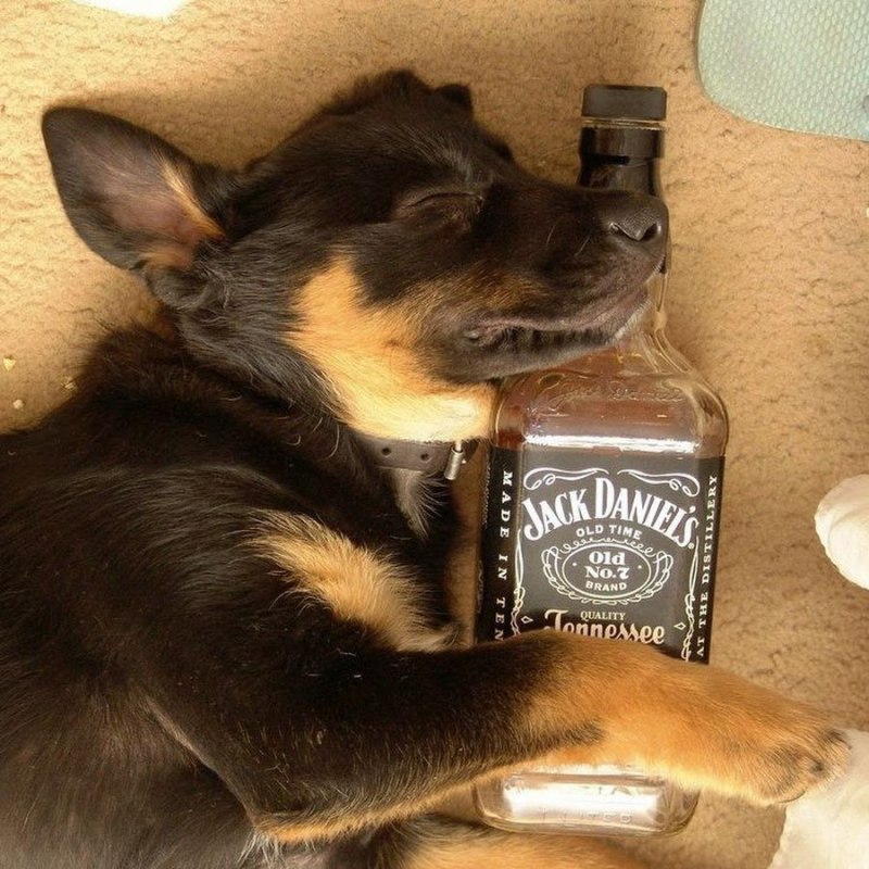 Собака лакает