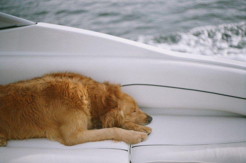 Кошачья водка