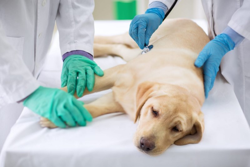 As sick as a Dog