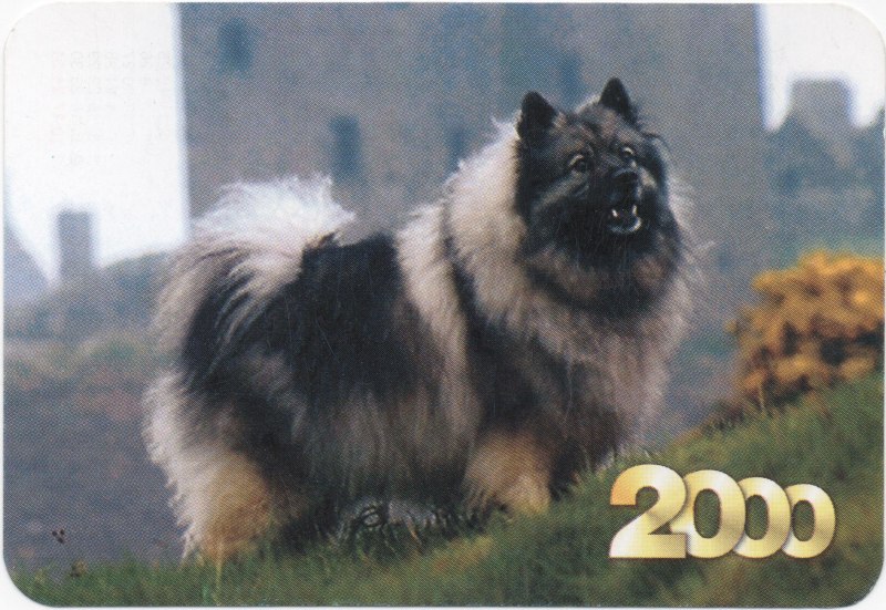 Pomeranian Orange-Fawn