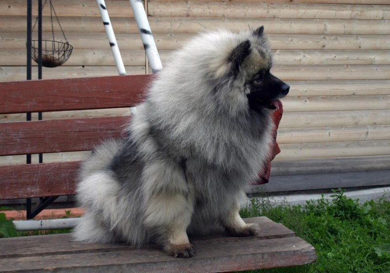 Вольфшпиц самка