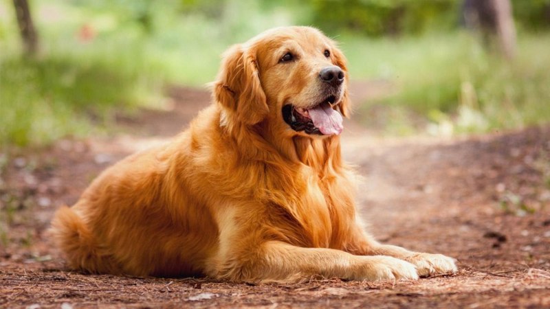 Золотистый ретривер Golden Retriever