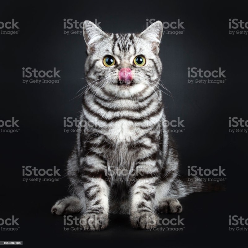 Cat Leeds