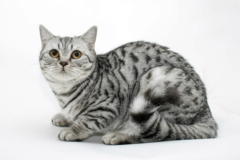 Британский кот вискас