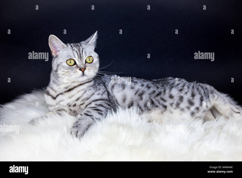 Шотландская прямоухая короткошерстная вискас