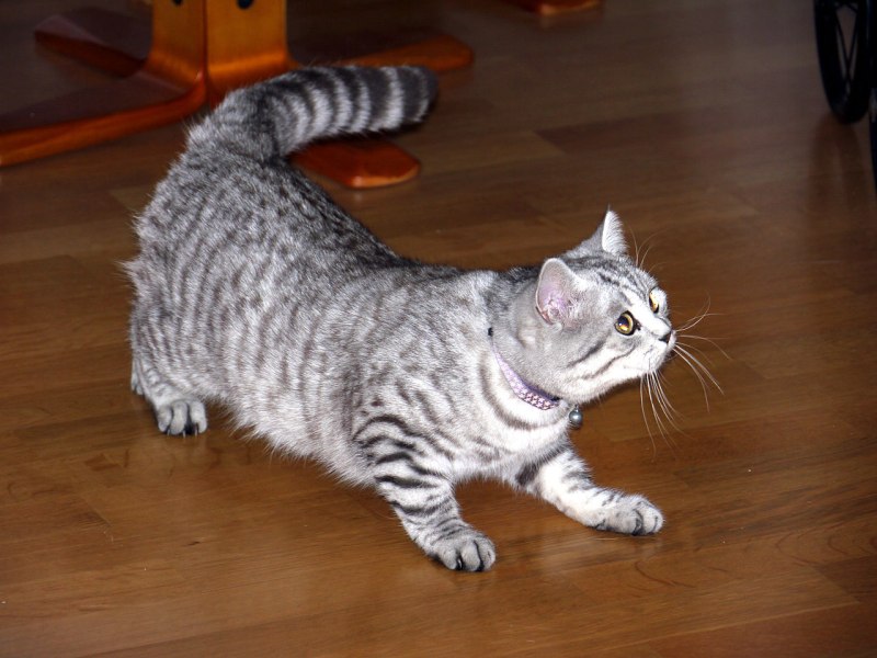 Скоттиш страйт кот мраморный