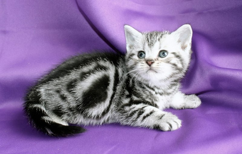 Шотландский скоттиш страйт