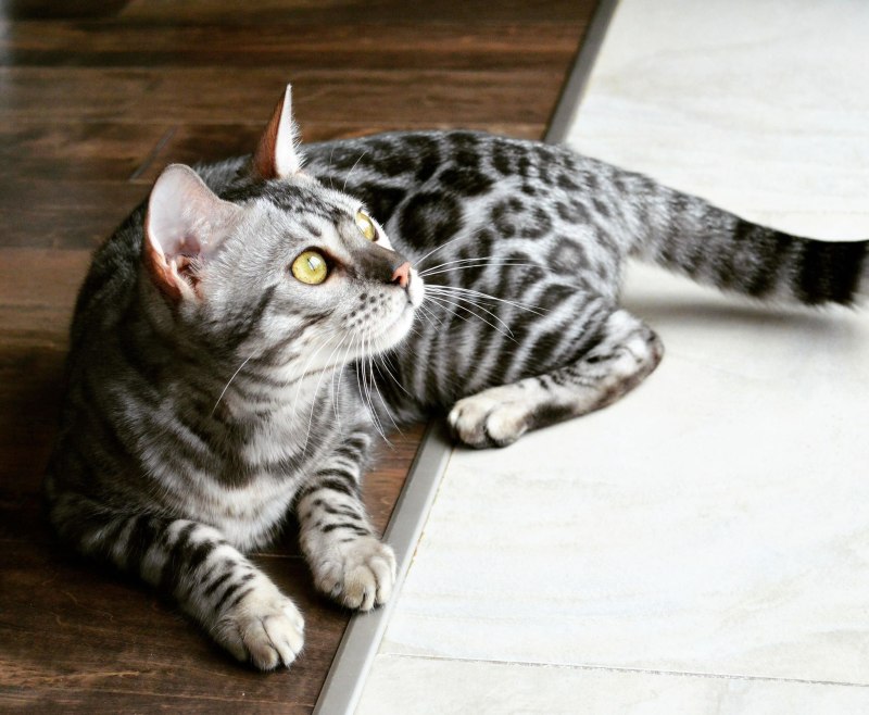 Скоттиш страйт кот мраморный