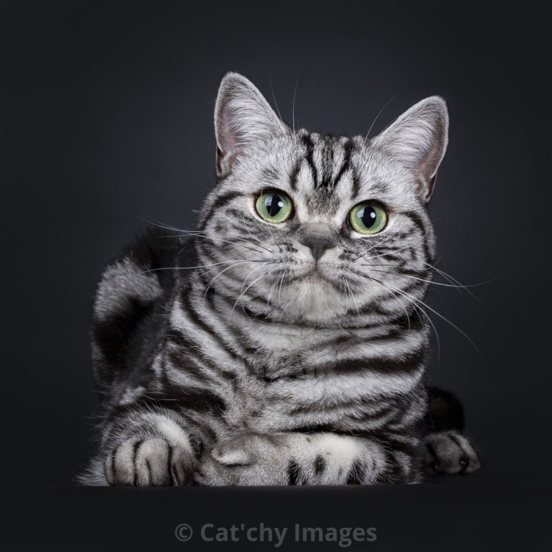 Black blotched tabby