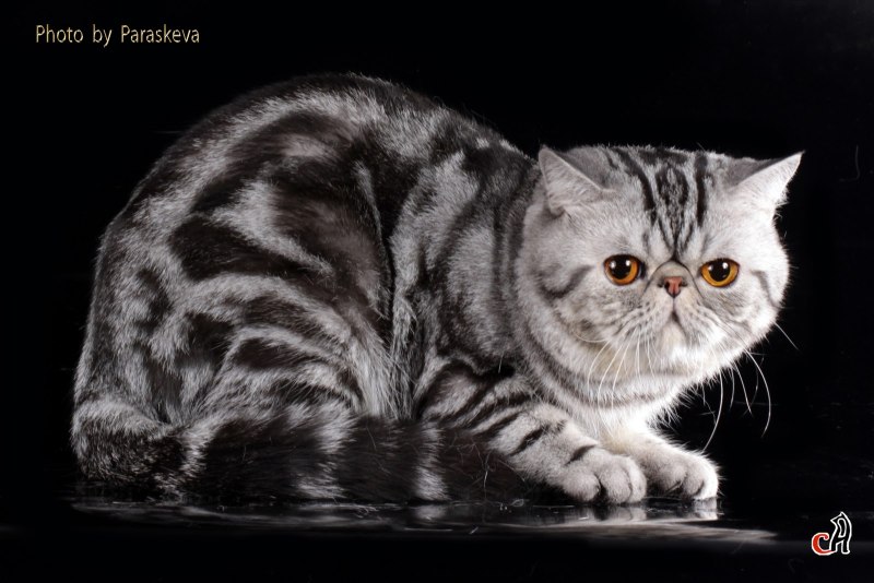 Британская короткошерстная табби