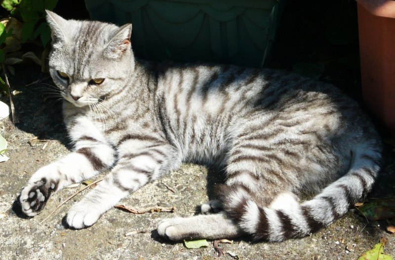 Скоттиш фолд мраморная черепаха