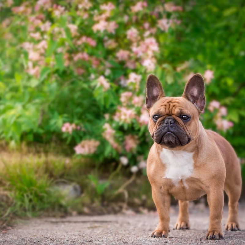 Bulldog Frances