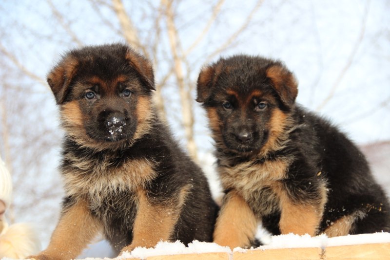 Корм для щенков Eukanuba 12 кг