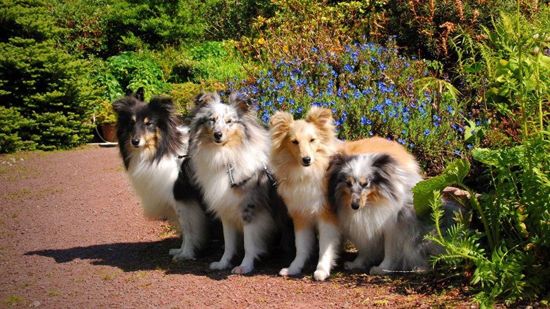 Королевский колли