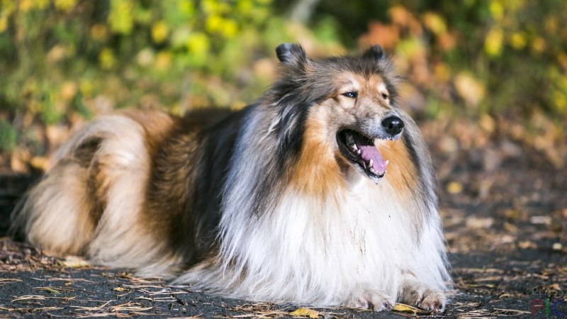 Щенки колли