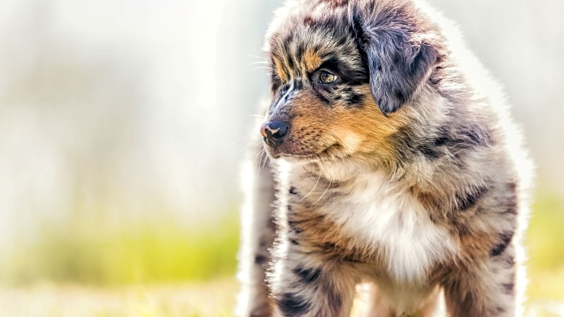 Австралийская пастушья овчарка