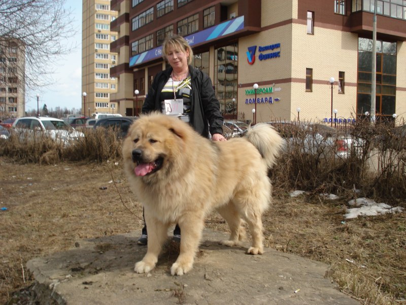Кавказская овчарка