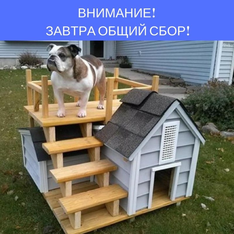 Необычные будки для собак