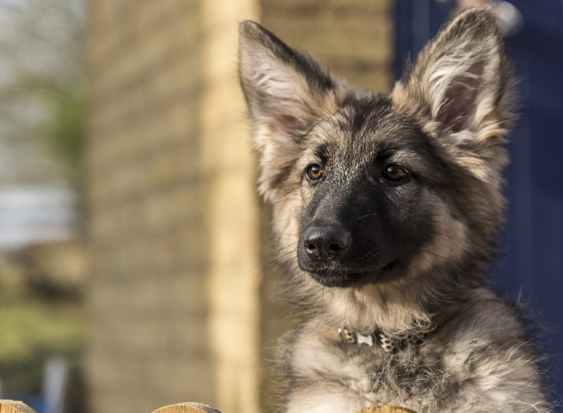 Professional foto Focus Dog