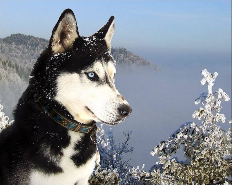 Хаски Блю
