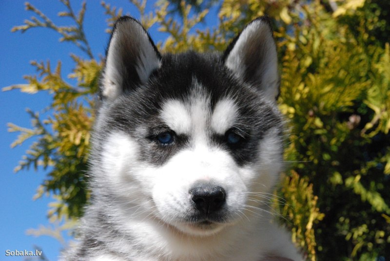 Husky look