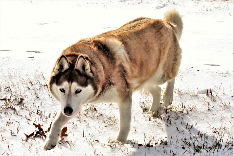 Siberian Husky Snow
