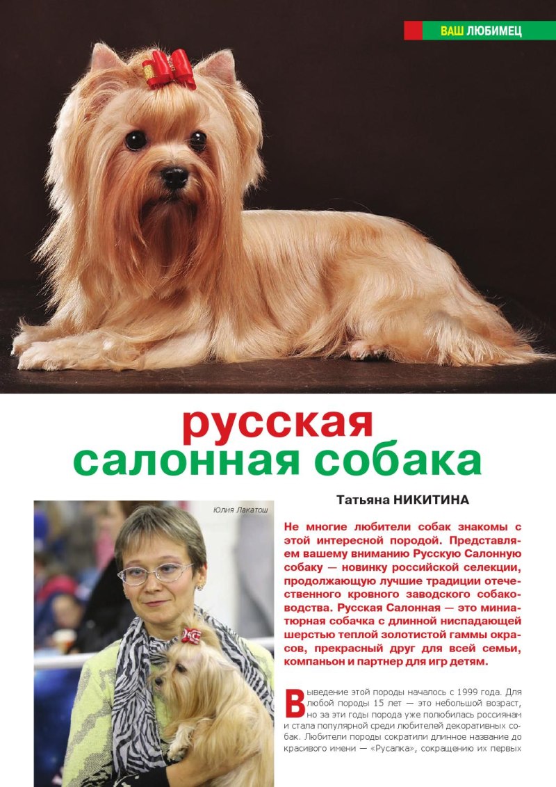 Русская салонная собака стрижка