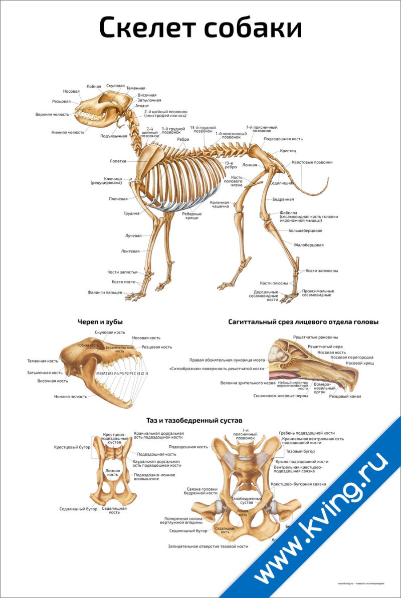 Рисунок скелета собаки с подписями