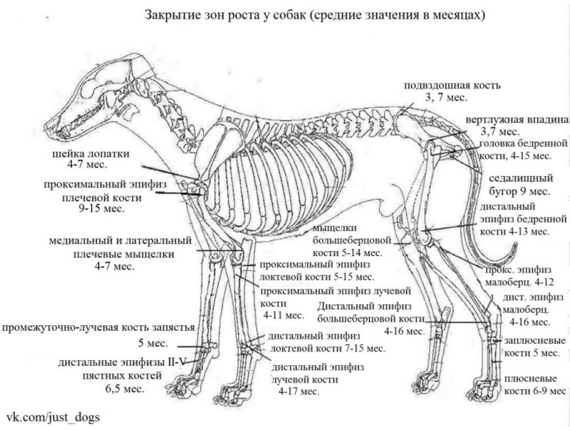 Скелет собаки биология 7 класс