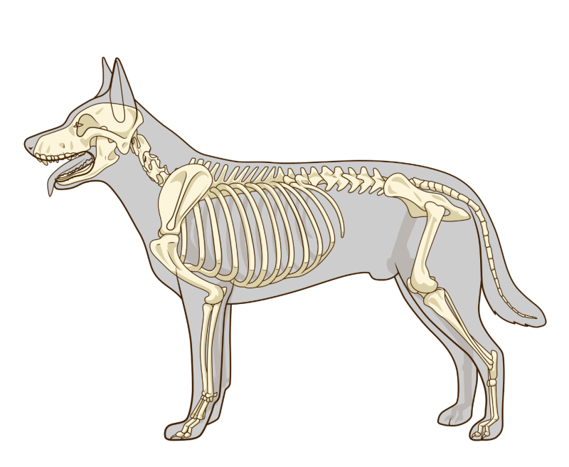 Скелет хвоста. Скелет собаки немецкой овчарки. Строение скелета туловища собаки. Скелет собаки анатомия костей. Скелет ВЕО собаки анатомия.