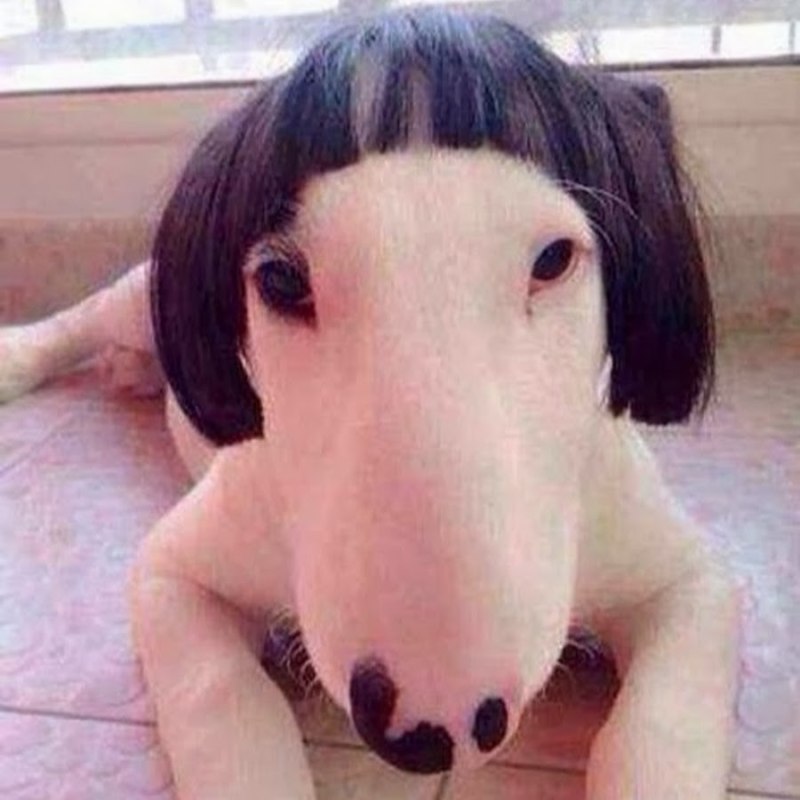 Собака с челкой