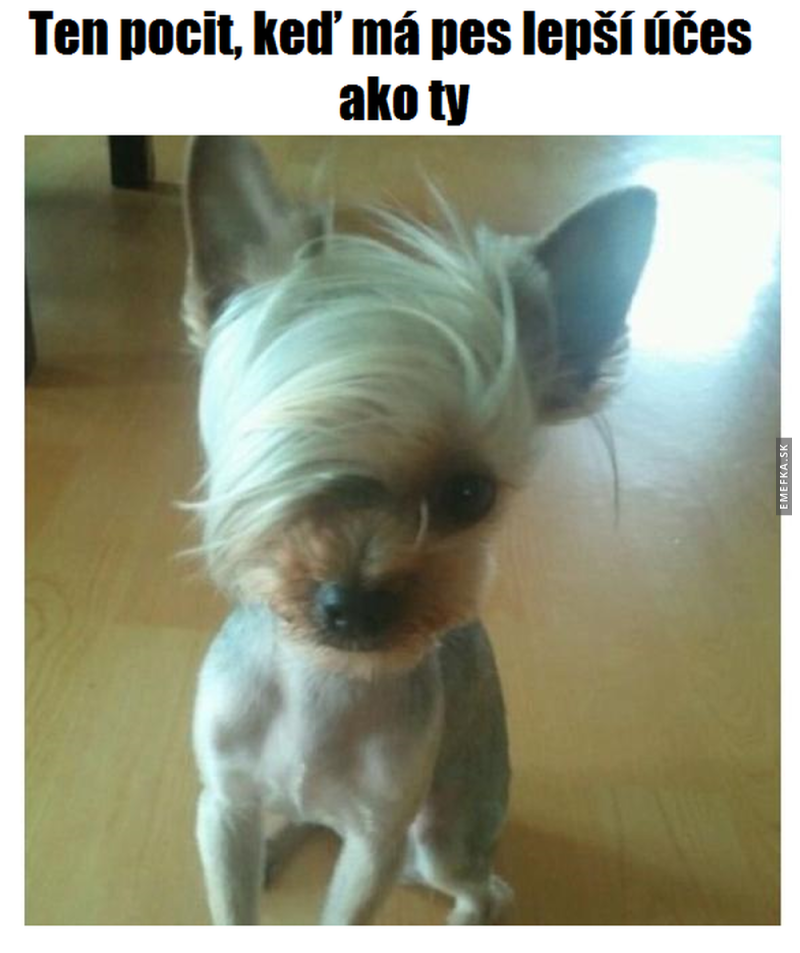 Собачка с челкой