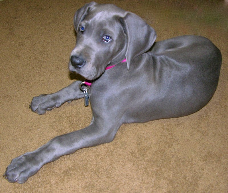 Great Dane