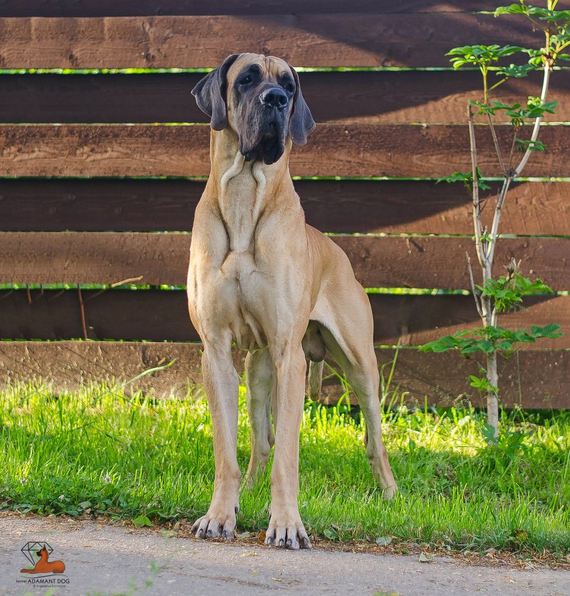 Great Dane собака