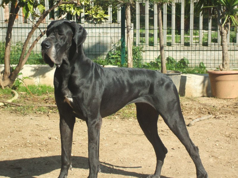 Blue great Dane порода