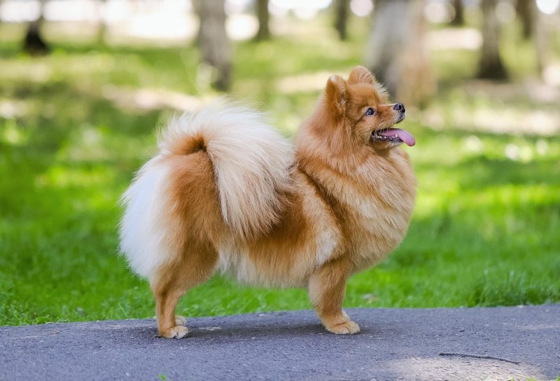Немецкий шпиц средний