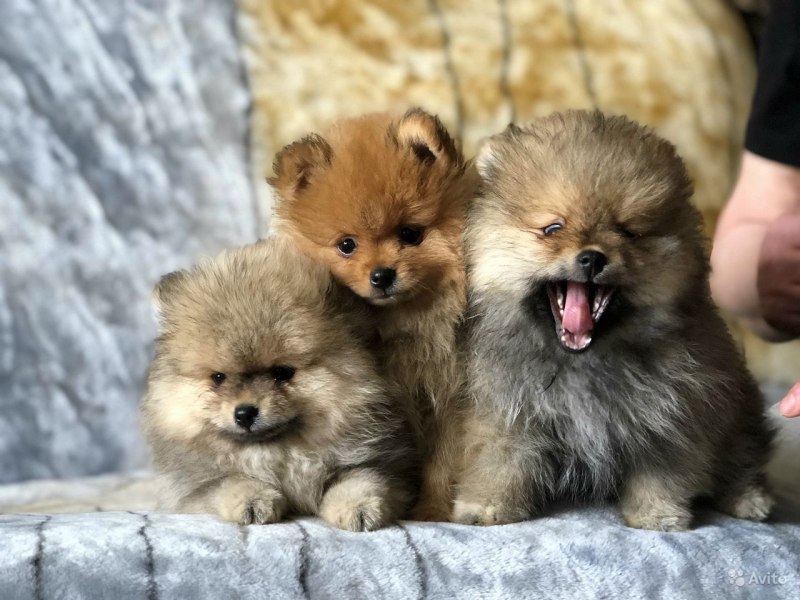 Немецкий шпиц