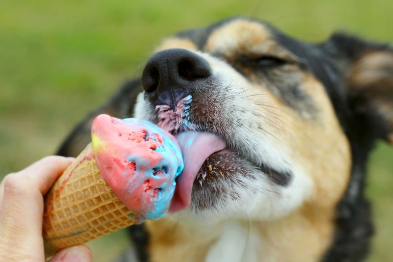 Le chien ассоциации